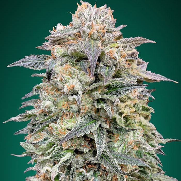 Dope Breeders - ADVANCED SEEDS Shark Widow CBD Image