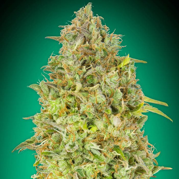 Dope Breeders - ADVANCED SEEDS Skunk 47 Image