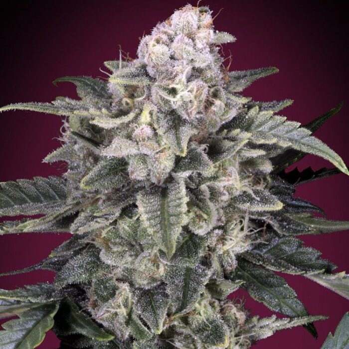 Dope Breeders - ADVANCED SEEDS Slurricane Image