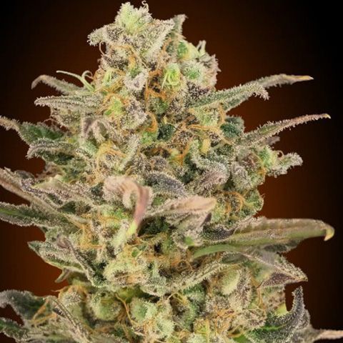 Dope Breeders - ADVANCED SEEDS Somango Glue Image