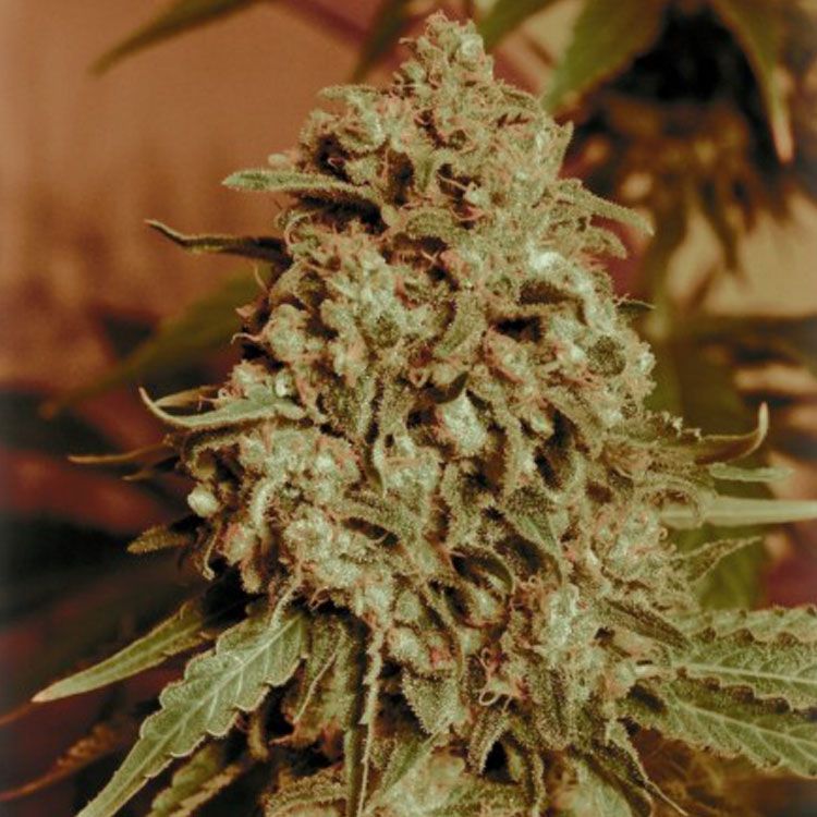 Dope Breeders - ADVANCED SEEDS Somango Widow Image