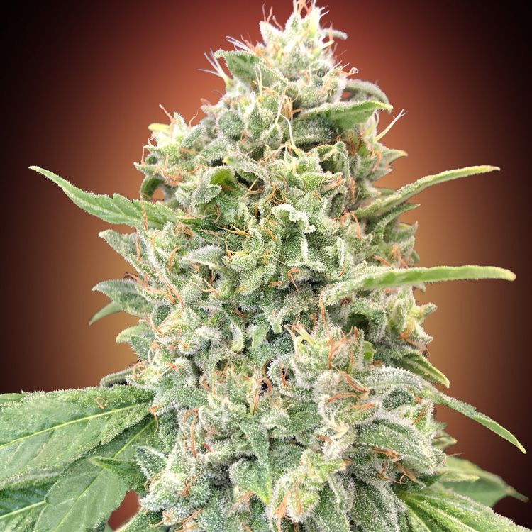 Dope Breeders - ADVANCED SEEDS Strawberry Banana Image