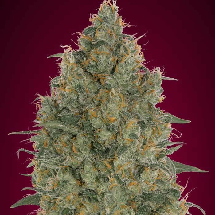 Dope Breeders - ADVANCED SEEDS Strawberry Gum CBD Image