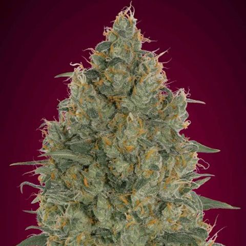 Dope Breeders - ADVANCED SEEDS Strawberry Gum Image