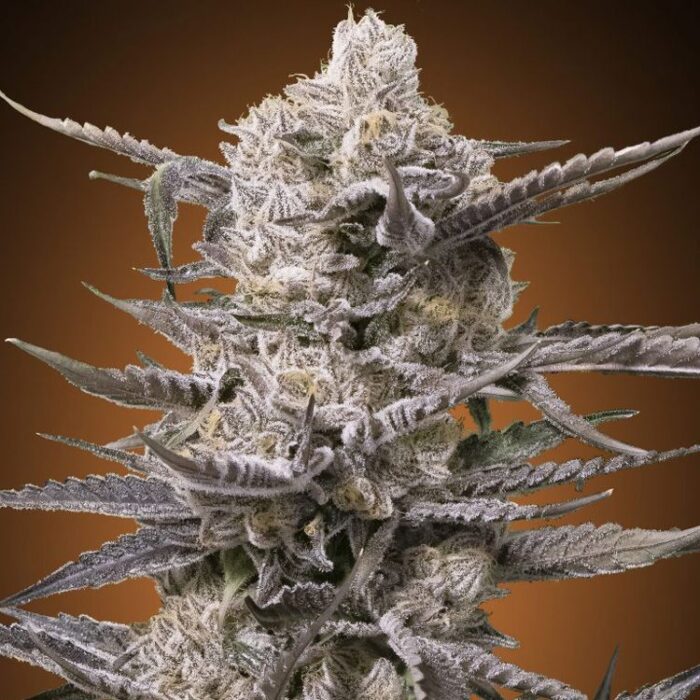 Dope Breeders - ADVANCED SEEDS Watermelon OG Image