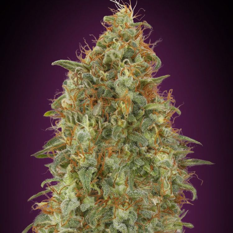 Dope Breeders - ADVANCED SEEDS Zkittlez Fast Version Image