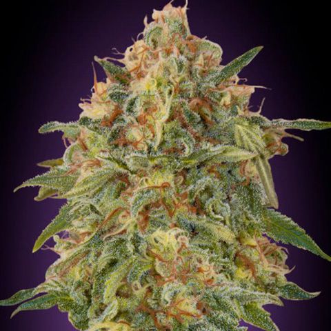 Dope Breeders - ADVANCED SEEDS Zkittlez Image