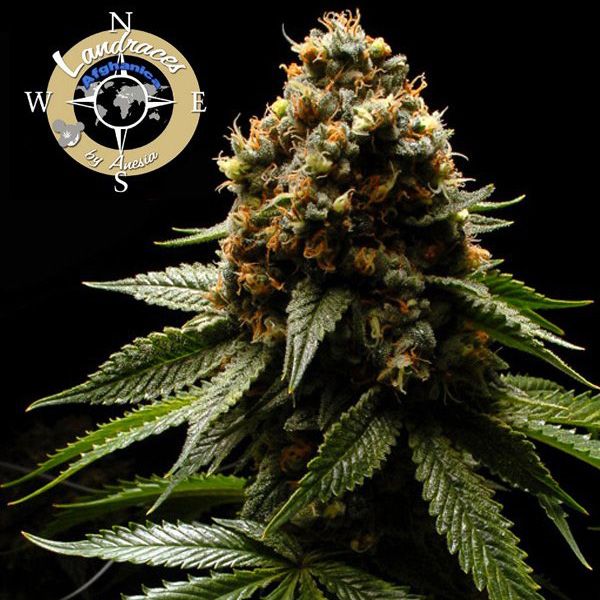 Dope Breeders - ANESIA SEEDS Afghanica Image