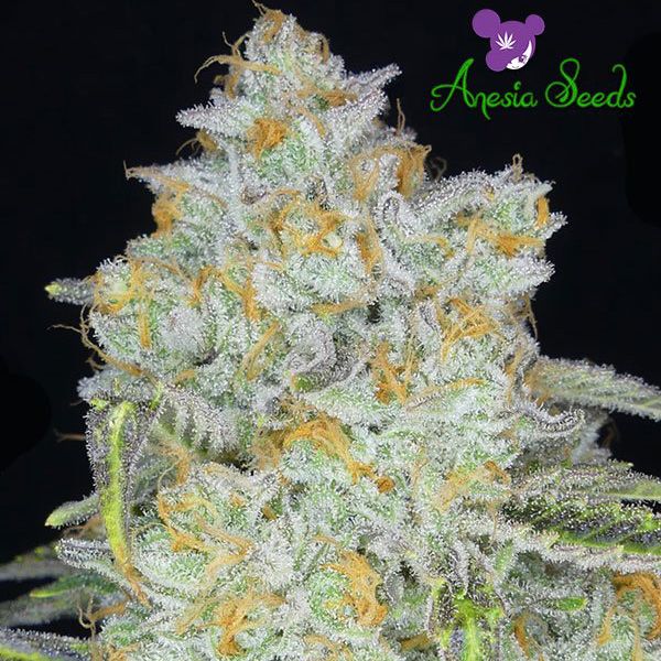 Dope Breeders - ANESIA SEEDS Amnesia Flash Auto Image