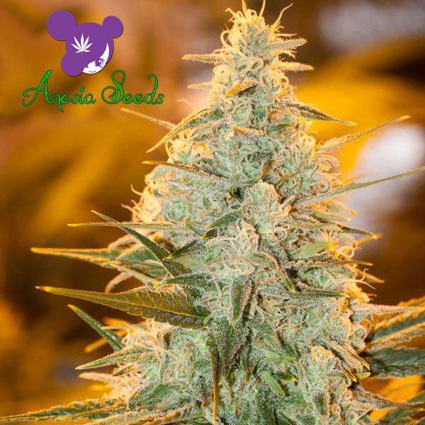 Dope Breeders - ANESIA SEEDS Amnesia Flash Image