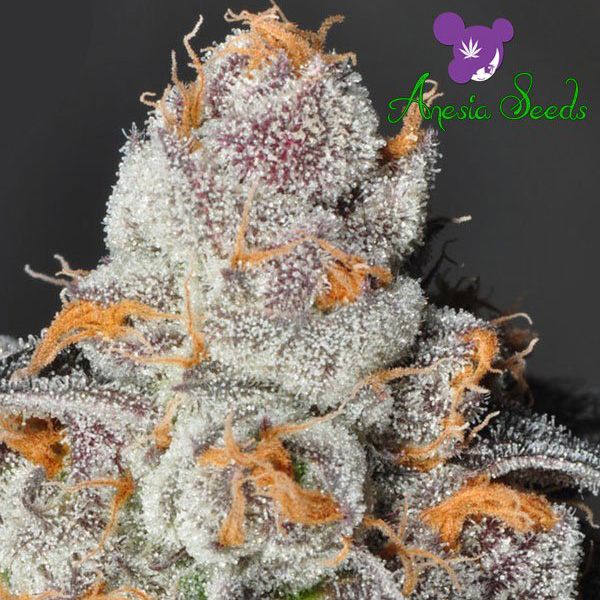 Dope Breeders - ANESIA SEEDS Anesia Scout Cookies Image