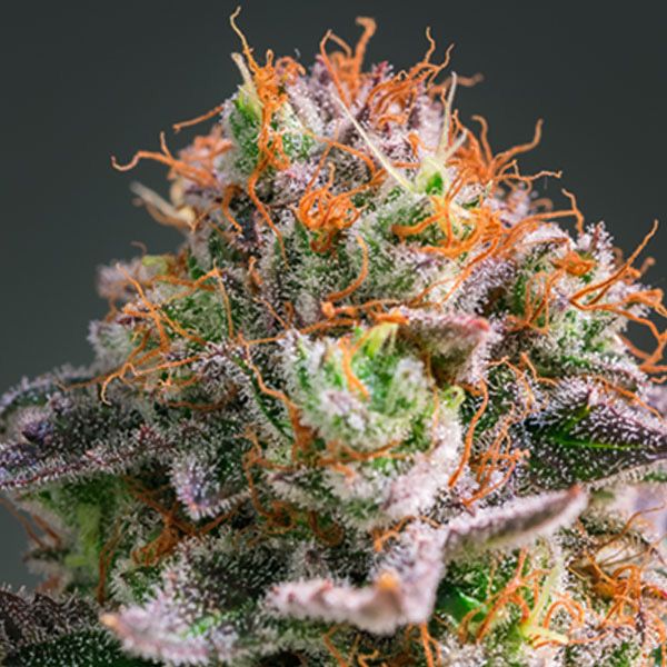 Dope Breeders - ANESIA SEEDS Apricot Oreoz Image