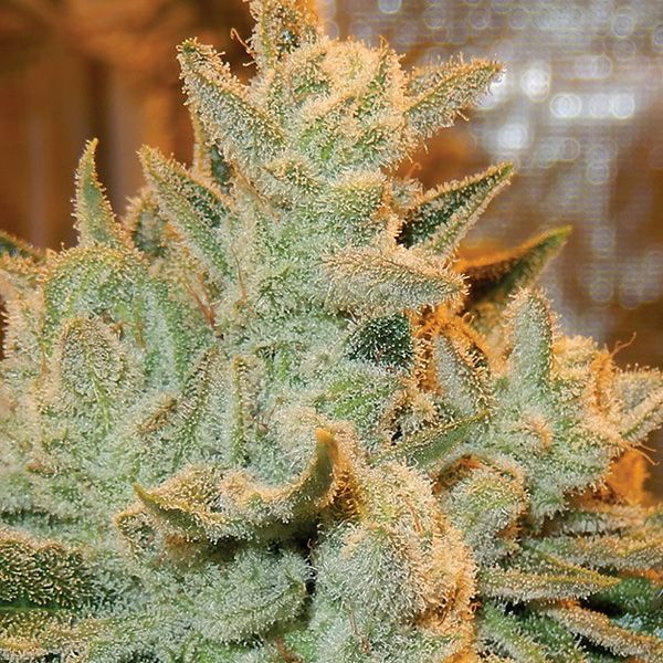 Dope Breeders - ANESIA SEEDS Auto Betty Image