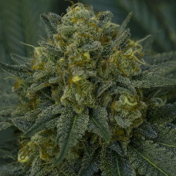 Dope Breeders - ANESIA SEEDS Auto Blackberry Moonrocks Image