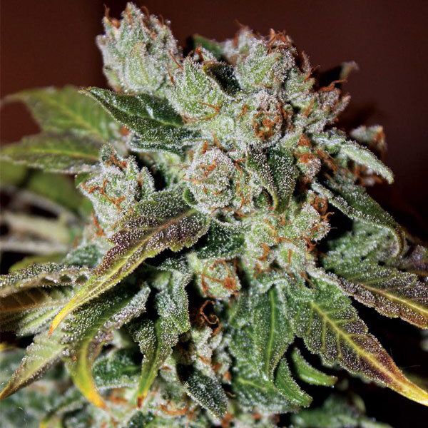 Dope Breeders - ANESIA SEEDS Auto Blueberry Banana Image