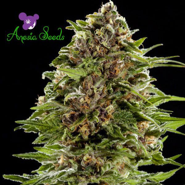 Dope Breeders - ANESIA SEEDS Auto BubbleGum Image