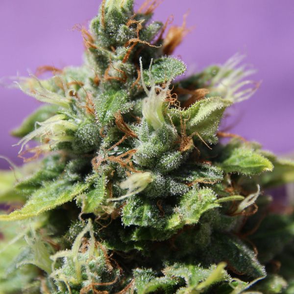 Dope Breeders - ANESIA SEEDS Auto Future #1 Image