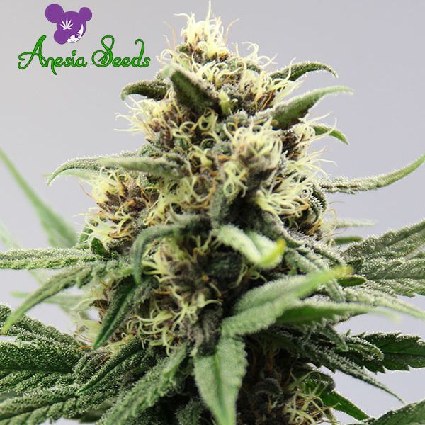 Dope Breeders - ANESIA SEEDS Auto Lemongrass Image