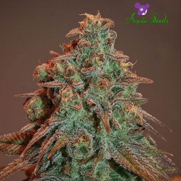 Dope Breeders - ANESIA SEEDS Auto Nova OG Image