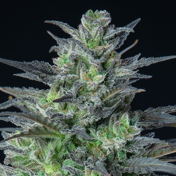 Dope Breeders - ANESIA SEEDS Auto Sleepy Joe Image