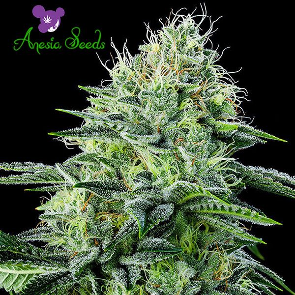 Dope Breeders - ANESIA SEEDS Auto Strawberry Banana Image