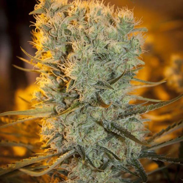 Dope Breeders - ANESIA SEEDS Banana Kush Auto Image