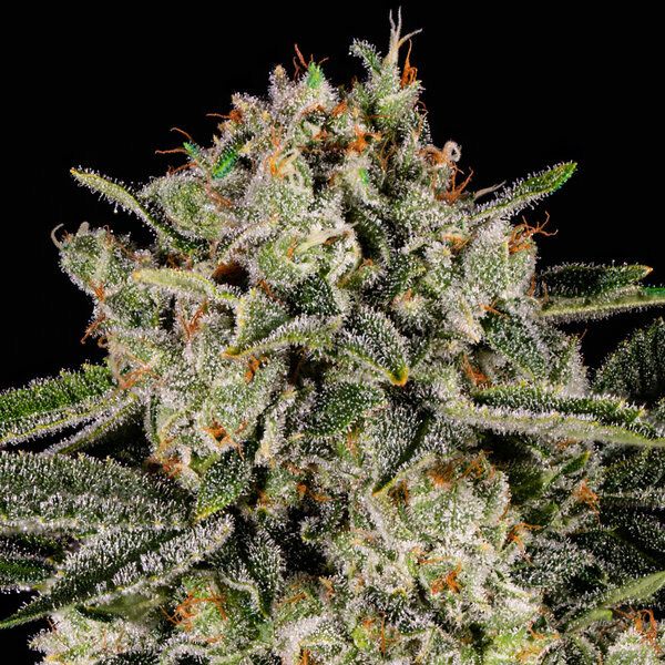 Dope Breeders - ANESIA SEEDS Banana MAC Image