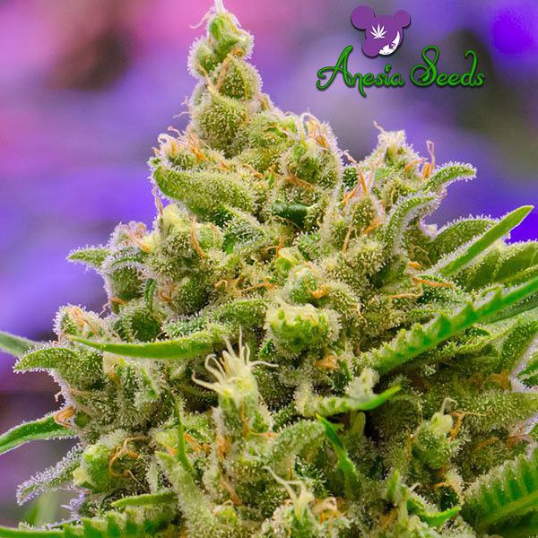 Dope Breeders - ANESIA SEEDS Big Bazooka Auto Image