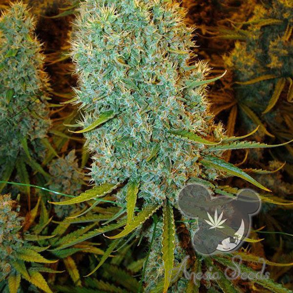 Dope Breeders - ANESIA SEEDS Big Bazooka Image