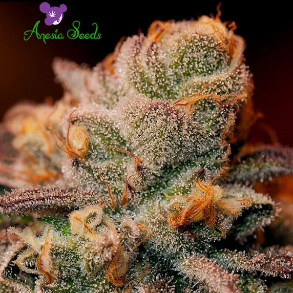 Dope Breeders - ANESIA SEEDS Blackberry Moonrocks Image