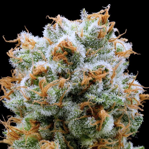 Dope Breeders - ANESIA SEEDS Bola Mintz Image