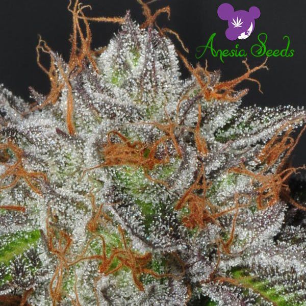 Dope Breeders - ANESIA SEEDS Bruce Banner #3 Image