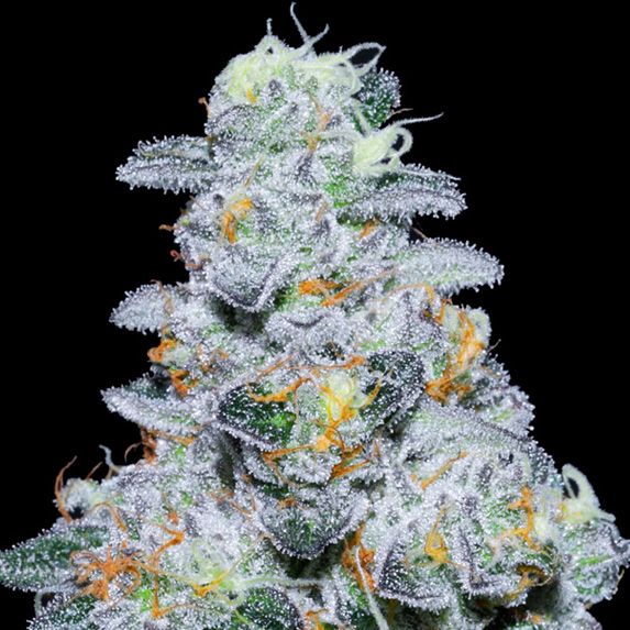 Dope Breeders - ANESIA SEEDS Captain Future Image