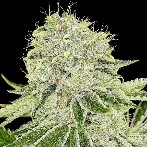 Dope Breeders - ANESIA SEEDS Cash Cow Image