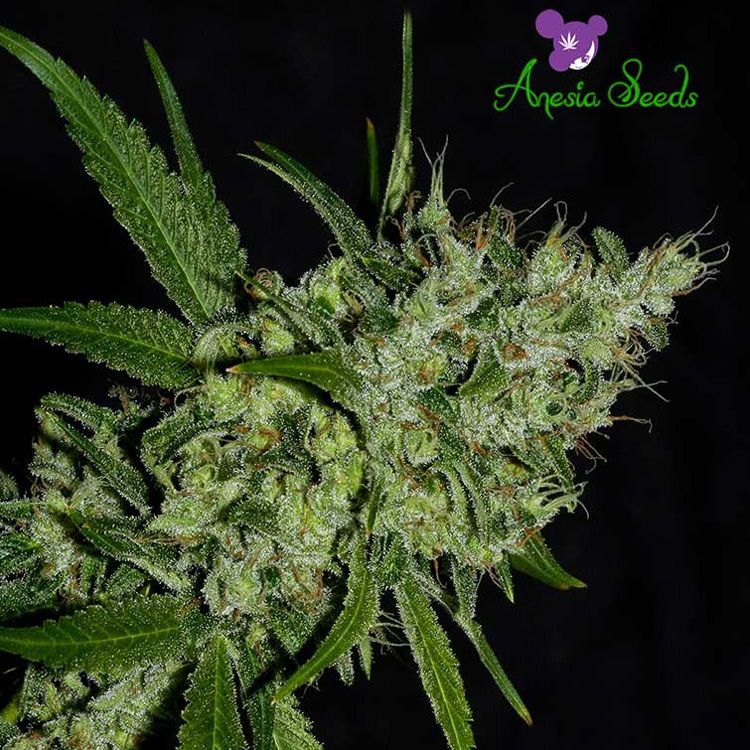 Dope Breeders - ANESIA SEEDS Chemdog Image