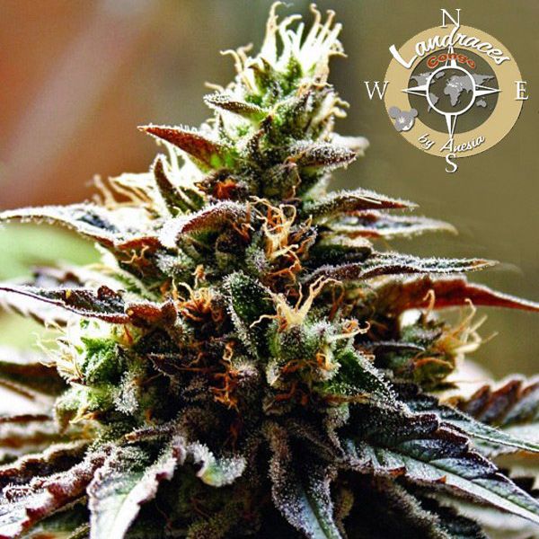 Dope Breeders - ANESIA SEEDS Congo Image