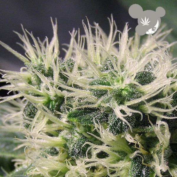 Dope Breeders - ANESIA SEEDS Copacobana Image