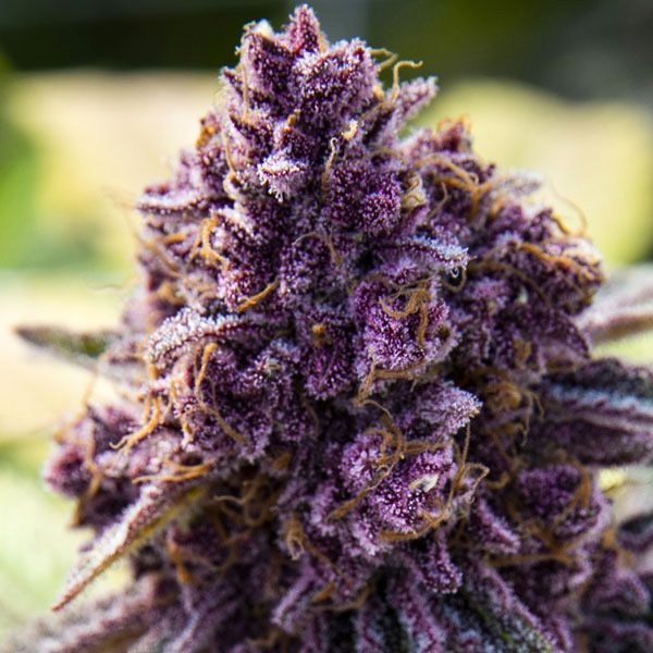 Dope Breeders - ANESIA SEEDS Dankberry Image