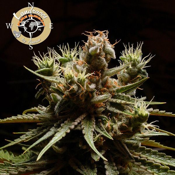 Dope Breeders - ANESIA SEEDS Durban Poison aka Pure Durban Image