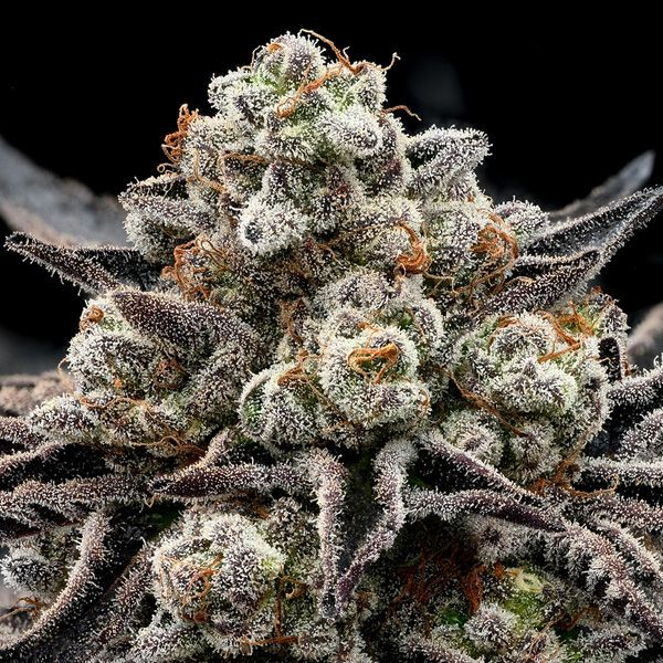 Dope Breeders - ANESIA SEEDS Epic Buzz Image