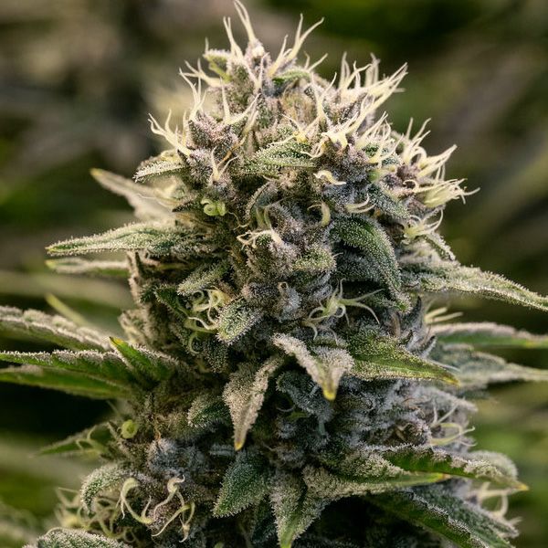 Dope Breeders - ANESIA SEEDS Fat Monkey Auto Image