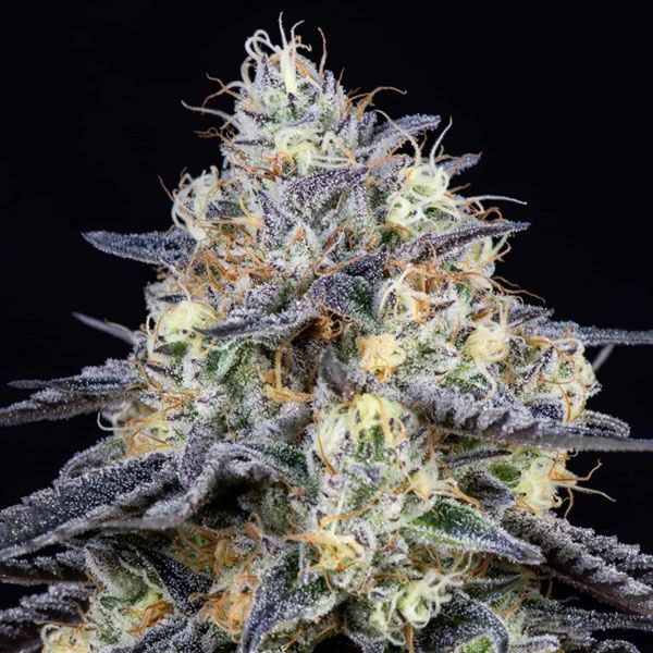 Dope Breeders - ANESIA SEEDS Foster Image