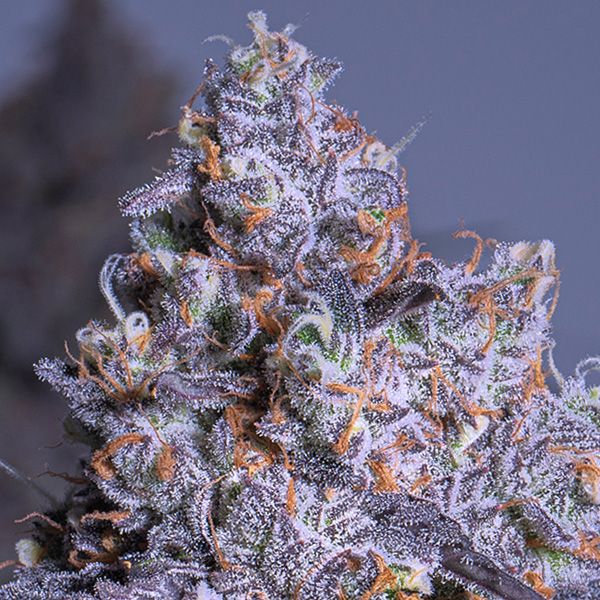 Dope Breeders - ANESIA SEEDS Frozen Black Cherry Auto Image