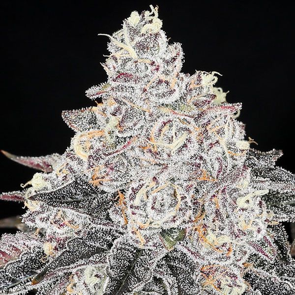 Dope Breeders - ANESIA SEEDS Frozen Black Cherry Image