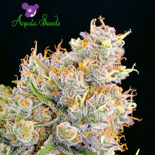 Dope Breeders - ANESIA SEEDS Future #1 Image