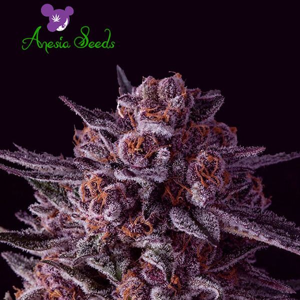 Dope Breeders - ANESIA SEEDS Gelato Dream Image