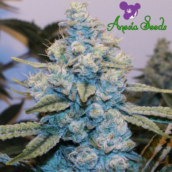 Dope Breeders - ANESIA SEEDS Gorilla Glue #4 Image