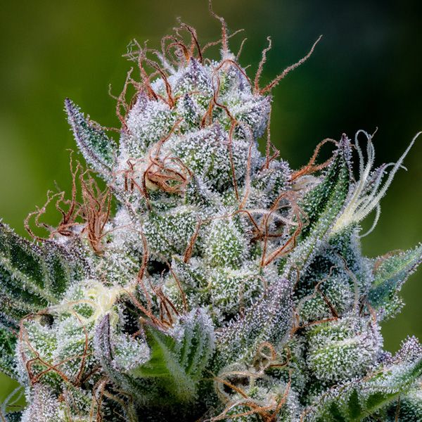 Dope Breeders - ANESIA SEEDS Green Apple Juice Auto Image