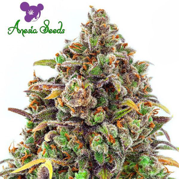 Dope Breeders - ANESIA SEEDS Haze Queen Image