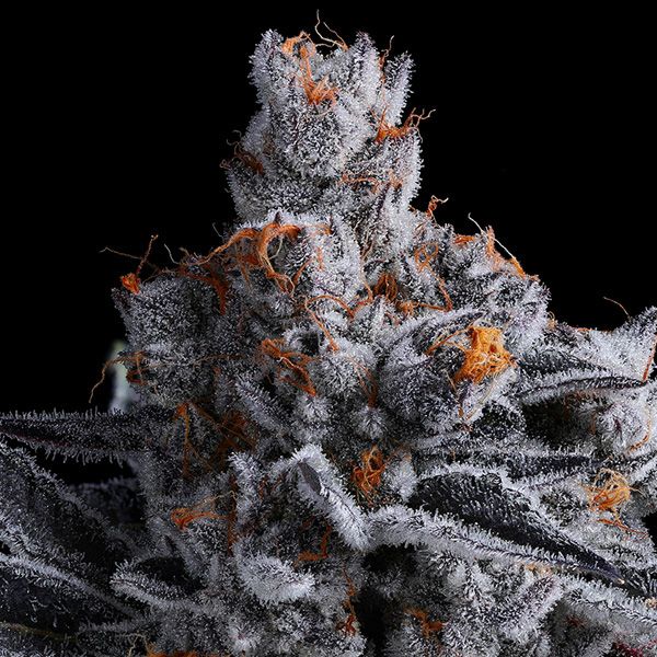 Dope Breeders - ANESIA SEEDS High Mars Image